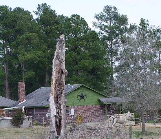 096-Natural Totem Pole.jpg